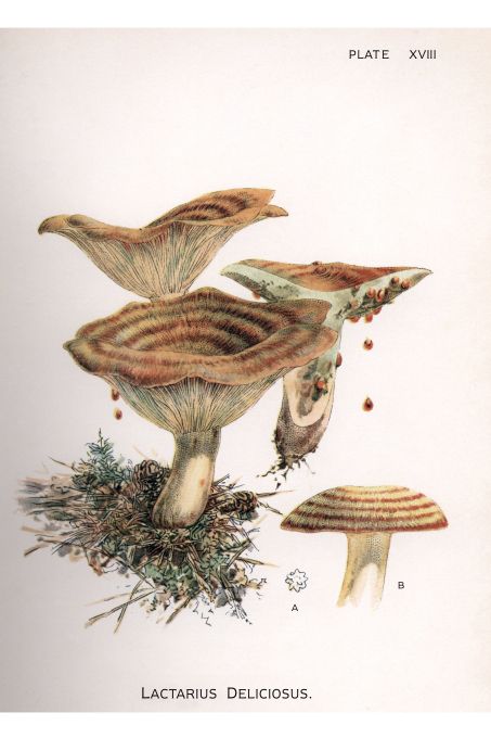 Lactarius Deliciosus - Harper Publishers - 1895