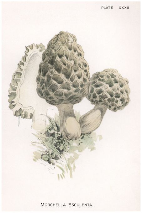 Morchella Esculenta - Harper Publishers - 1895