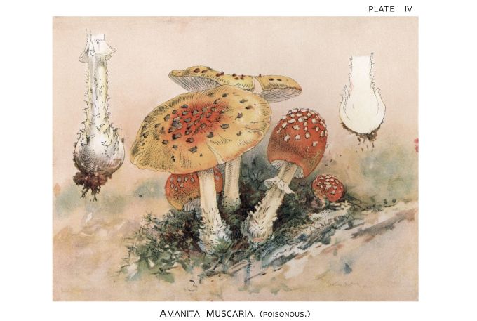 Amanita Muscaria Mushroom - Harper Publishers - 1895