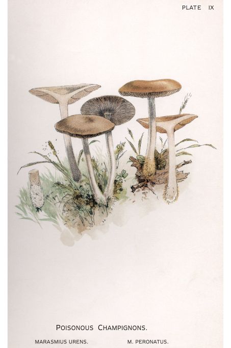 Poisonous Champignons - Harper Publishers - 1895