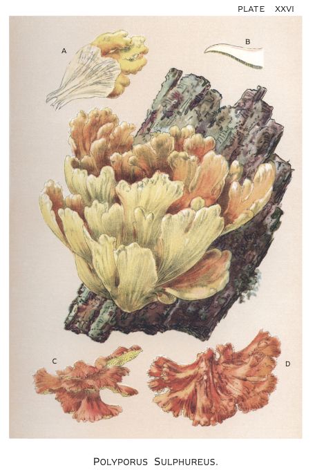 Polyporus Sulphureus - Harper Publishers - 1895