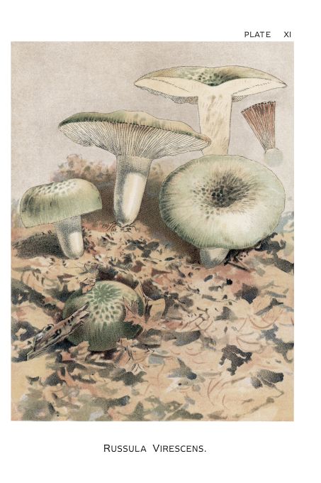 Russula Virescens - Harper Publishers - 1895