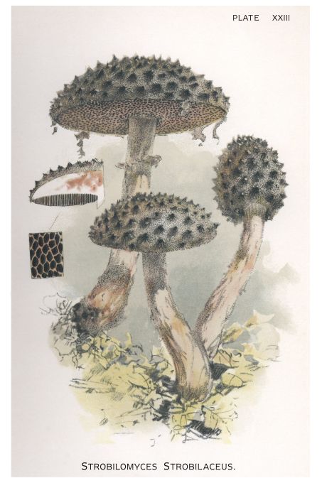 Strobilomyces Strobilaceus - Harper Publishers - 1895