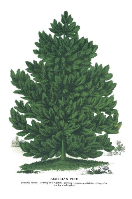 Austrian Pine - Seneca Seed Catalog - 1893