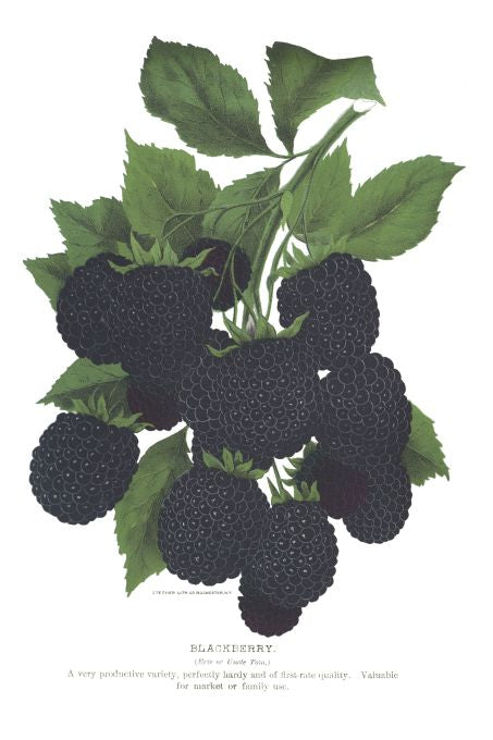 Blackberry - Seneca Seed Catalog - 1893