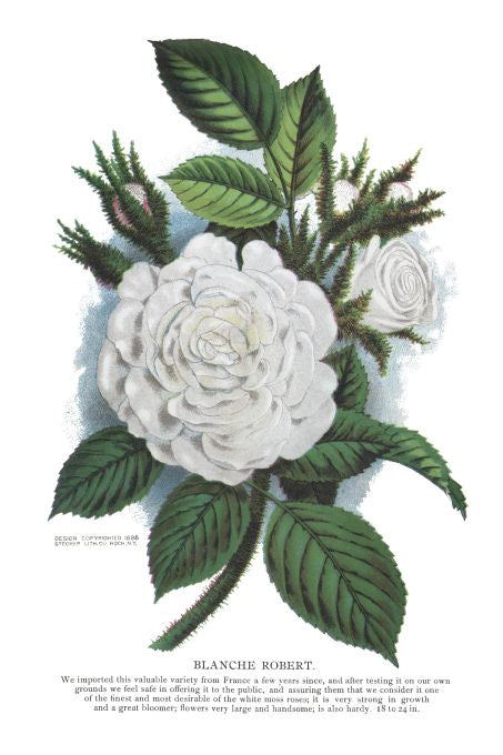 Blanche Robert - Seneca Seed Catalog - 1893