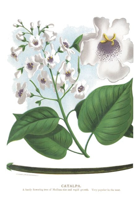 Catalpa - Seneca Seed Catalog - 1893