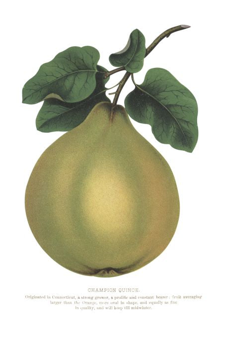 Champion Quince - Seneca Seed Catalog - 1893