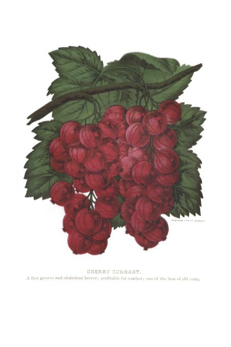 Cherry Currant - Seneca Seed Catalog - 1893