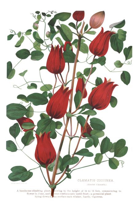 Clematis Coccinea - Seneca Seed Catalog - 1893