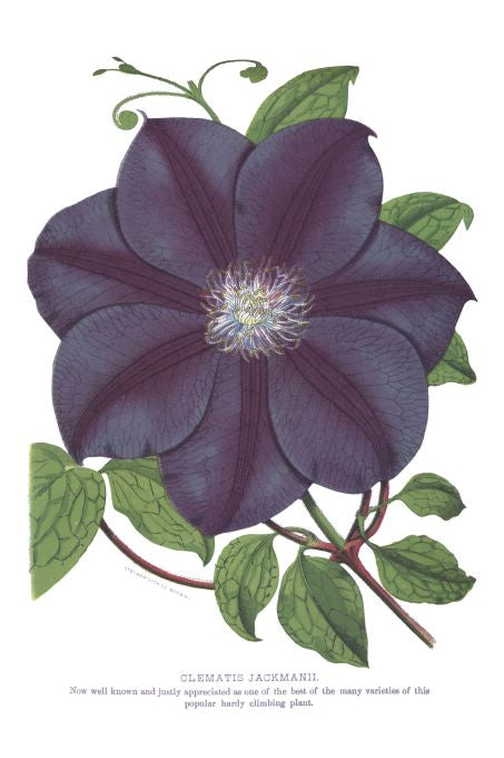 Clematis Jackmanii - Seneca Seed Catalog - 1893