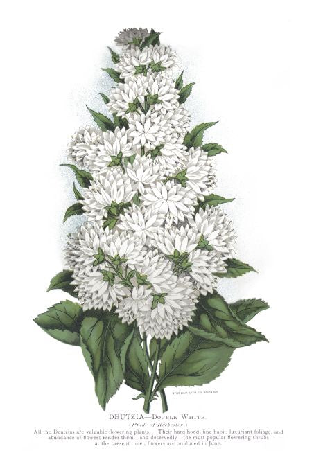 Deutzia - Seneca Seed Catalog - 1893