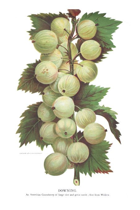 Downing - Seneca Seed Catalog - 1893