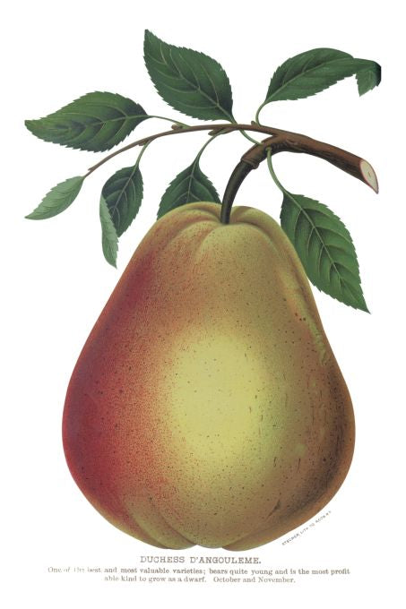 Duchess Dangouleme - Seneca Seed Catalog - 1893
