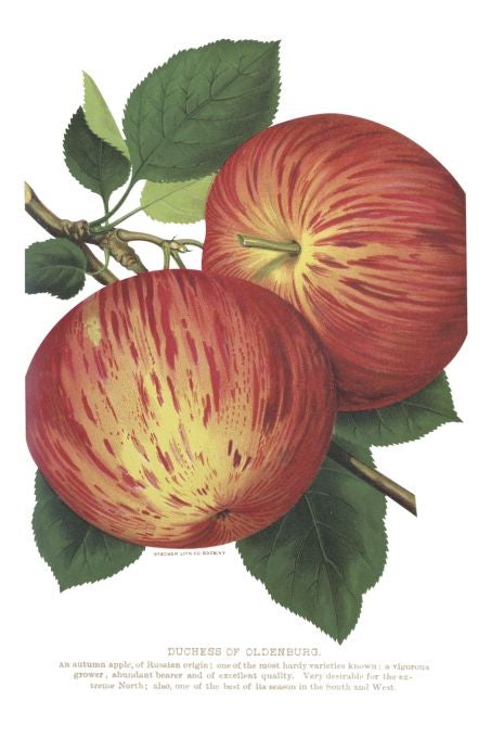 Duchess of Oldenburg - Seneca Seed Catalog - 1893