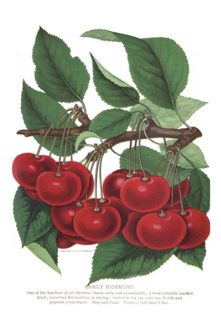 Early Richmond - Seneca Seed Catalog - 1893