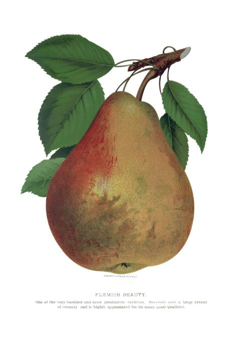 Flemish Beauty - Seneca Seed Catalog - 1893