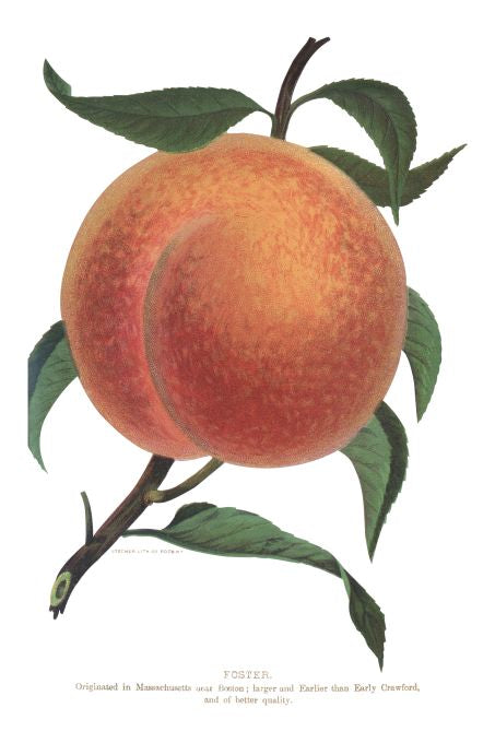 Foster - Seneca Seed Catalog - 1893