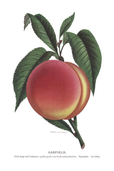 Garfield - Seneca Seed Catalog - 1893