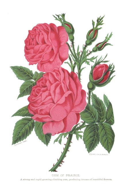 Gem of Prairie - Seneca Seed Catalog - 1893