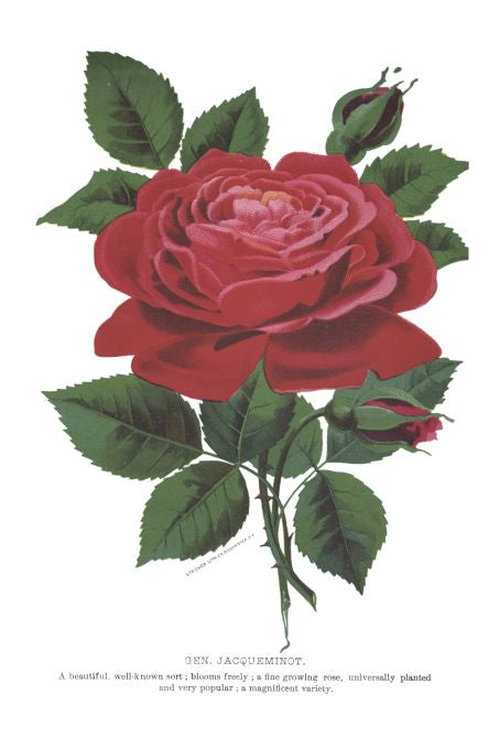 Gen. Jaqueminot - Seneca Seed Catalog - 1893