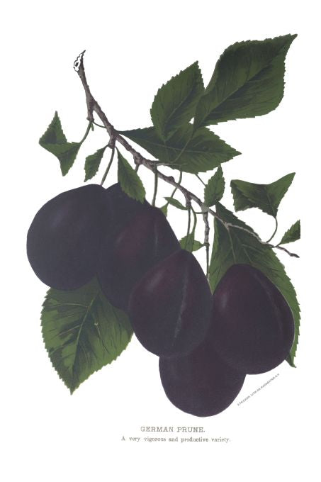 German Prune - Seneca Seed Catalog - 1893