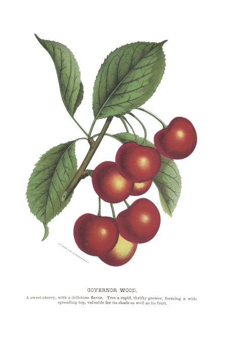 Governor Wood - Seneca Seed Catalog - 1893