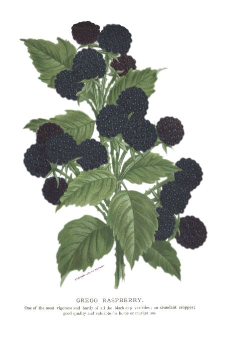 Gregg Raspberry - Seneca Seed Catalog - 1893