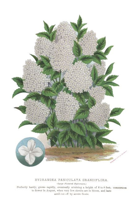 Hydrangea Paniculata Grandiflora - Seneca Seed Catalog - 1893