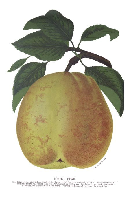 Idaho Pear - Seneca Seed Catalog - 1893