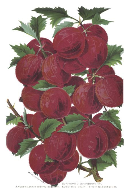 Industry Gooseberry - Seneca Seed Catalog - 1893