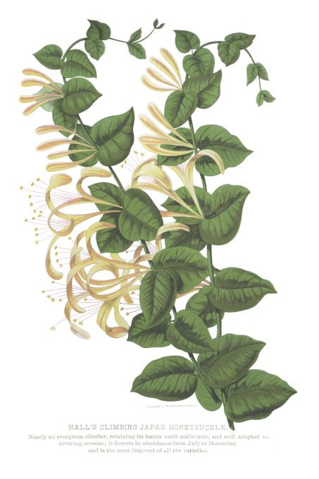 Hall's Climbing Japan Honeysuckle - Seneca Seed Catalog - 1893