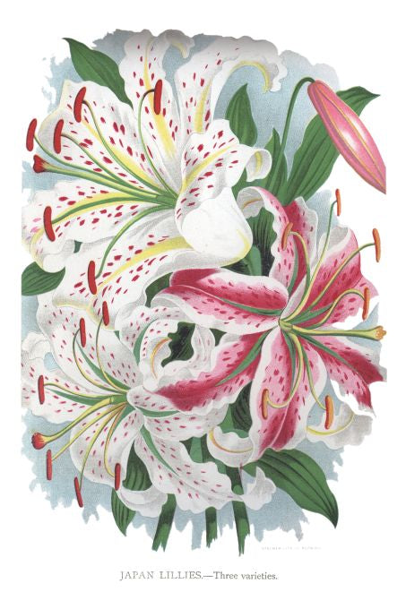 Japan Lillies - Seneca Seed Catalog - 1893