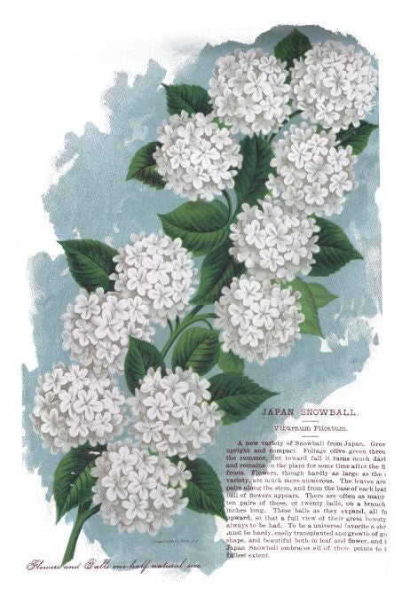 Japan Snowball - Seneca Seed Catalog - 1893