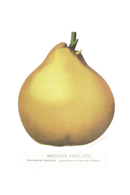 Meechs Prolific - Seneca Seed Catalog - 1893