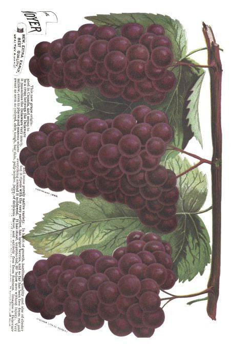 Moyer - Seneca Seed Catalog - 1893