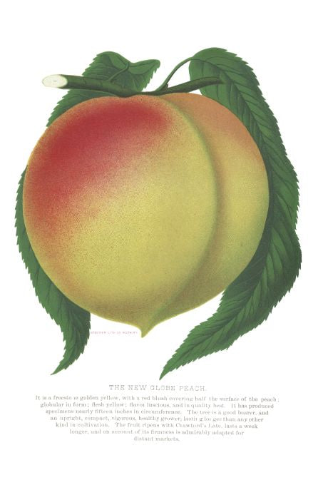 New Globe Peach - Seneca Seed Catalog - 1893