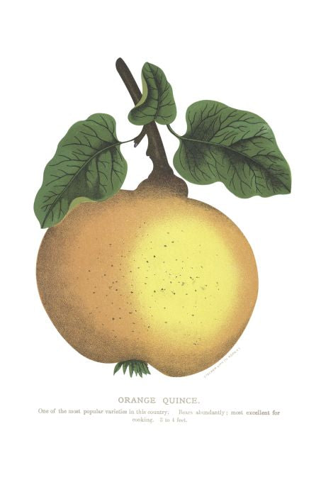 Orange Quince - Seneca Seed Catalog - 1893