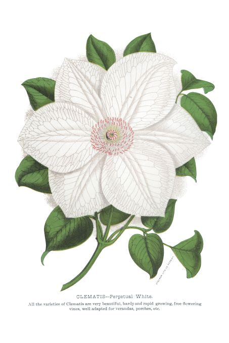 Clematis Perpetual White - Seneca Seed Catalog - 1893