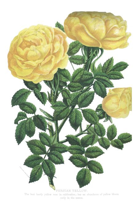 Persian Yellow - Seneca Seed Catalog - 1893