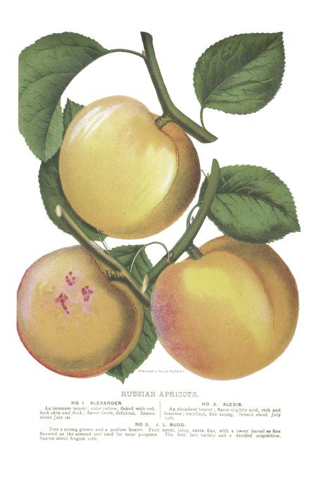 Russian Apricots - Seneca Seed Catalog - 1893