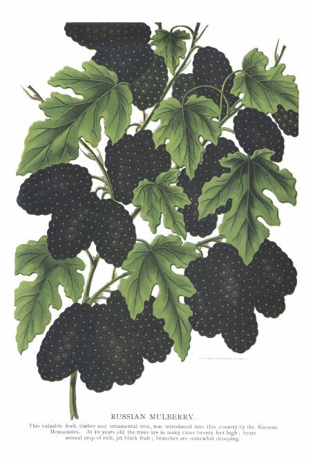 Russian Mulberry - Seneca Seed Catalog - 1893