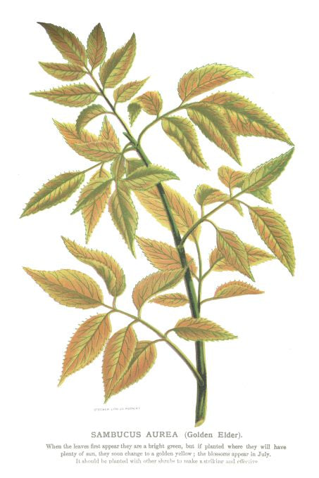 Sambucus Aurea - Seneca Seed Catalog - 1893