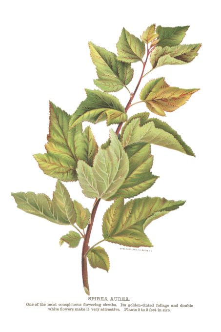 Spirea Aurea - Seneca Seed Catalog - 1893