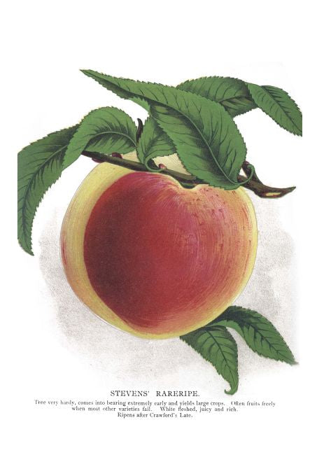 Stevens Rareripe - Seneca Seed Catalog - 1893