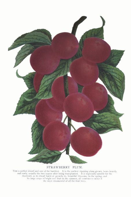 Strawberry Plum - Seneca Seed Catalog - 1893