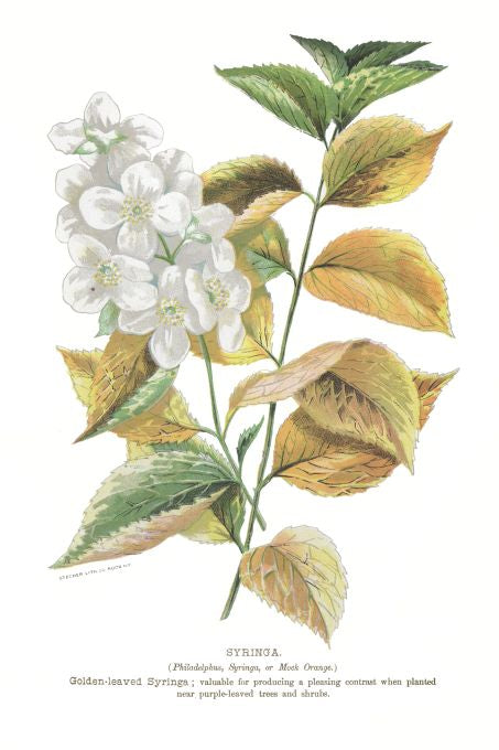 Syringa - Seneca Seed Catalog - 1893