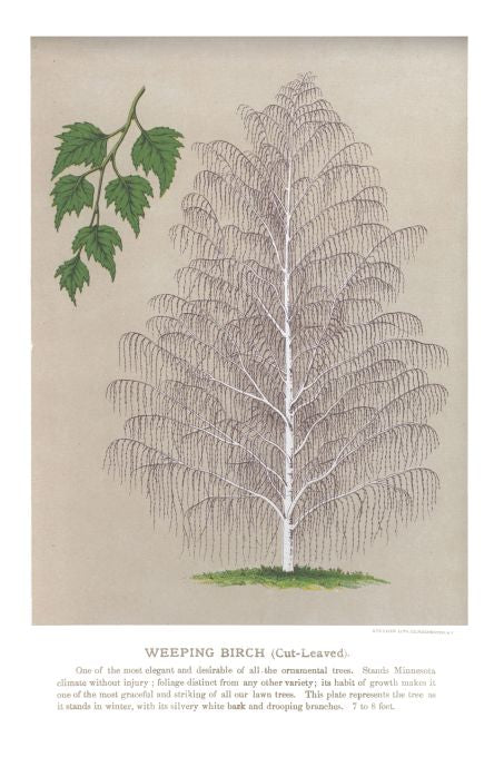 Weeping Birch - Seneca Seed Catalog - 1893