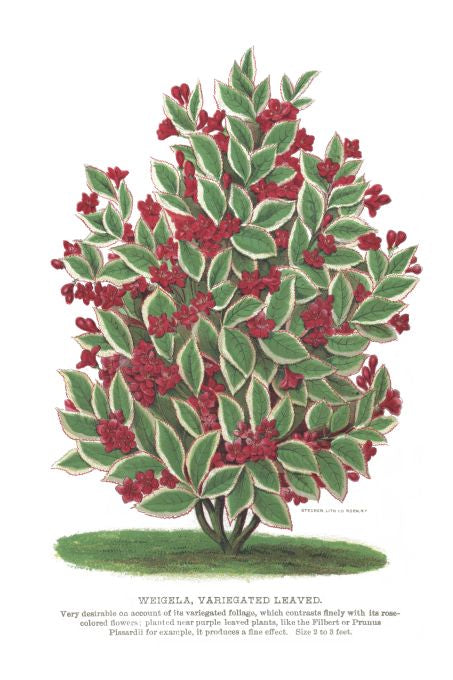 Weigela Variegated Leaved - Seneca Seed Catalog - 1893