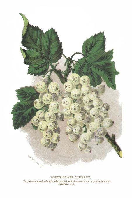 White Grape Currant - Seneca Seed Catalog - 1893